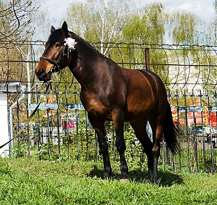 포토 JPG 해외이미지 동물 얼굴 농업 피곤 웃음 사람없음 뷰티 농장 갈색 가축 시골 승차 조랑말 굴레 기르기 챔피언 총구 해외포토 산업 컬러 컨셉 모션 표정 신체부위 말_동물 돌봄 파일형식 이미지허브