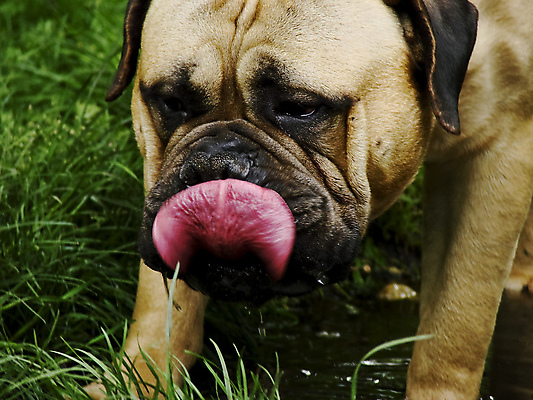 포토 JPG 해외이미지 동물 공원 자연 사람없음 야외 초록색 물 머리 가축 마시기 닫기 개 혀 송곳니 해외포토 자연요소 공공시설 컬러 포유류 모션 신체부위 입 치아 생태계 파일형식 이미지허브