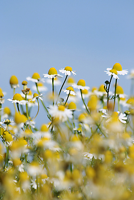 포토 JPG 해외이미지 꽃 백그라운드 꽃무늬 자연 하늘 사람없음 파란색 노란색 정원 데이지 꽃가루 해외포토 식물 컬러 무늬 가루 생태계 파일형식 이미지허브