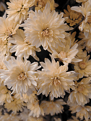 포토 JPG 해외이미지 꽃잎 꽃 분홍색 결혼 백그라운드 자연 결혼식 사랑 사람없음 빛 파티 복숭아 초대 부드러움 파스텔톤 해외포토 식물 감정 컬러 과일 이벤트 감각 생태계 파일형식 이미지허브