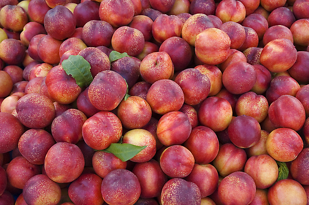 포토 JPG 해외이미지 음식 백그라운드 잎 농업 과일 자연 건강 사람없음 신선 달콤 맛 먹기 유기농 자두 숙성 채식주의자 많음 맛있는 해외포토 식물 웰빙 산업 컨셉 모션 생태계 채식 파일형식 이미지허브