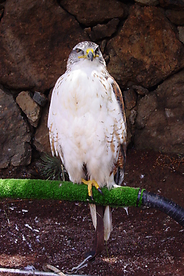 포토 JPG 해외이미지 동물 날개 조류 휴식 앉기 사람없음 관찰 깃털 부리 독수리 육식동물 계산서 해외포토 컨셉 모션 파일형식 이미지허브