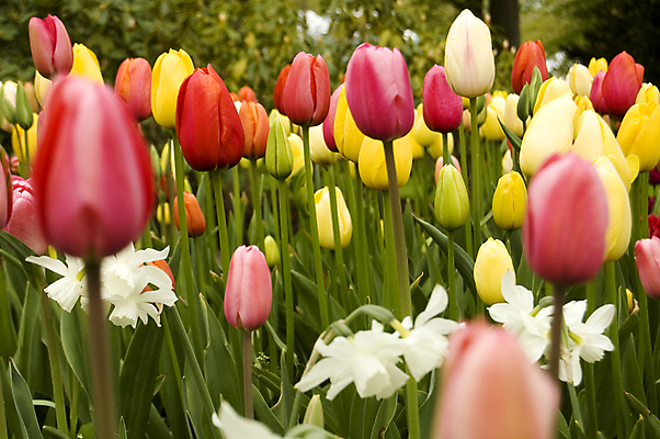포토 JPG 해외이미지 주간 꽃밭 사람없음 야외 튤립 소프트포커스 해외포토 자연요소 꽃 촬영기법 파일형식 이미지허브