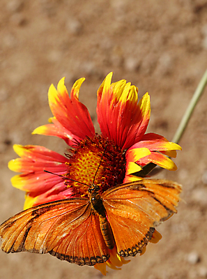 포토 JPG 해외이미지 나비 곤충 날개 안테나 사람없음 평화 정원 원예 변태 해외포토 동물 컨셉 통신 취미 파일형식 이미지허브