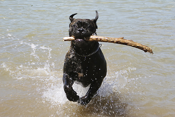 포토 JPG 해외이미지 식물 동물 자연 놀이 사람없음 야외 물 파란색 반려동물 강 달리기 햇빛 갈색 가축 줄무늬 잡기 막대기 개 송곳니 동물상 해외포토 자연요소 컬러 무늬 포유류 모션 태양 조형물 치아 생태계 파일형식 이미지허브