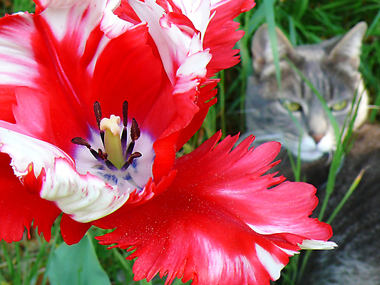 포토 JPG 해외이미지 식물 꽃잎 꽃 분홍색 꽃무늬 자연 사람없음 빨간색 여름 정원 고양이 벚꽃 신선 카네이션 해외포토 계절 컬러 무늬 포유류 반려동물 생태계 파일형식 이미지허브