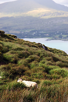 포토 JPG 해외이미지 계절 유럽 바다 밭 농업 자연 산 피곤 풍경 초원 사람없음 야외 초록색 파란색 농장 평화 환경 계곡 검은색 가축 침묵 봄 활발 시골 양 고독 방목 언덕 암초 아일랜드 양고기 대서양 고립 무료 밭일 불면증 혼자 해외포토 동물 감정 나라 산업 컬러 컨셉 포유류 육류 소리 축산업 질병 생태계 파일형식 이미지허브