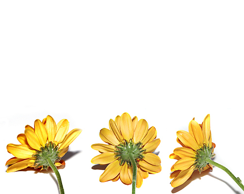 포토 JPG 해외이미지 식물 꽃잎 꽃 백그라운드 잎 자연 3 사랑 사람없음 물 햇빛 태양 뷰티 노란색 정원 맑음 봄 젖음 흰색 물방울 닫기 묘사 원예 데이지 고립 넘어짐 블러 카피스페이스 해외포토 자연요소 계절 감정 컬러 모션 날씨 취미 공백 생태계 파일형식 이미지허브