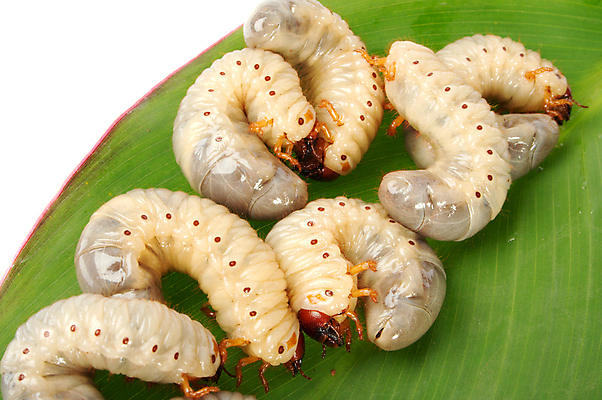 포토 JPG 해외이미지 동물 음식 곤충 학교 자연 낚시 사람없음 둥지 딱정벌레 애벌레 미끼 식민지 끈적임 해외포토 교육 레저 벌레 생태계 파일형식 이미지허브