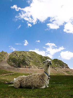 포토 JPG 해외이미지 동물 구름 야생동물 포유류 자연 하늘 산 털 풍경 사람없음 야외 종 남아메리카 모피 솜털 양모 알파카 페루 해외포토 자연요소 아메리카 직물 생태계 파일형식 이미지허브