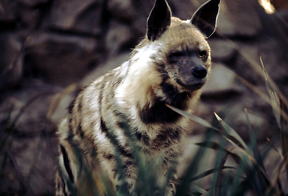 포토 JPG 해외이미지 동물 포유류 사람없음 육식동물 해외포토 파일형식 이미지허브