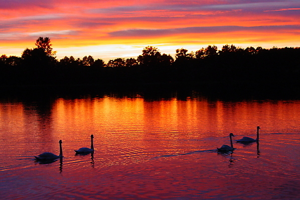 포토 JPG 해외이미지 호수 오렌지 조류 사람없음 빨간색 보라색 일몰 숲 백조 해외포토 동물 컬러 과일 노을 파일형식 이미지허브