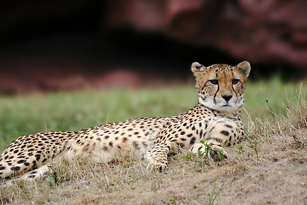 포토 JPG 해외이미지 동물 포유류 아프리카 휴식 건조 털 초원 사람없음 속도 날카로움 육식동물 치타 사바나 해외포토 나라 컨셉 파일형식 이미지허브