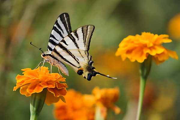 포토 JPG 해외이미지 식물 동물 라이프스타일 계절 꽃잎 꽃 줄기 나비 곤충 백그라운드 잎 날개 오렌지 자연 생물 안테나 사람없음 야외 초록색 여름 빛 햇빛 뷰티 노란색 정원 침묵 봄 자유 수분 오브젝트 장면 해외포토 컬러 컨셉 과일 통신 생활 태양 소리 생태계 파일형식 이미지허브