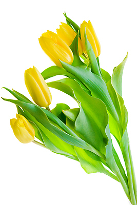 포토 JPG 해외이미지 식물 꽃잎 꽃 꽃다발 꽃무늬 자연 부활절 선물 사람없음 장식 초록색 빛 컬러풀 뷰티 노란색 튤립 원예 세련 해외포토 기념일 컬러 무늬 취미 생태계 파일형식 이미지허브