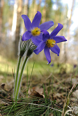 포토 JPG 해외이미지 나무 식물 계절 꽃잎 꽃 백그라운드 잎 꽃무늬 패턴 자연 3 풍경 초원 사람없음 야외 초록색 여름 파란색 햇빛 태양 뷰티 환경 봄 성장 벚꽃 나뭇가지 시골 신선 황무지 숲 속도 파스텔톤 헌병 해외포토 자연요소 컬러 무늬 군인 생태계 파일형식 이미지허브