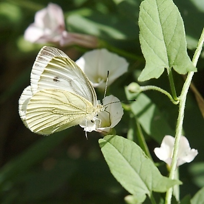 포토 JPG 해외이미지 식물 동물 계절 꽃잎 꽃 줄기 나비 곤충 잎 꽃무늬 날개 자연 기술 안테나 사람없음 야외 장식 초록색 여름 뷰티 노란색 정원 봄 벚꽃 변화 벌레 작음 수분 먹기 싱글 원예 먼지 꽃가루 부드러움 꿀 리빙 나방 내추럴 수유 해외포토 컬러 컨셉 무늬 통신 모션 취미 감각 크기 가루 생태계 파일형식 이미지허브