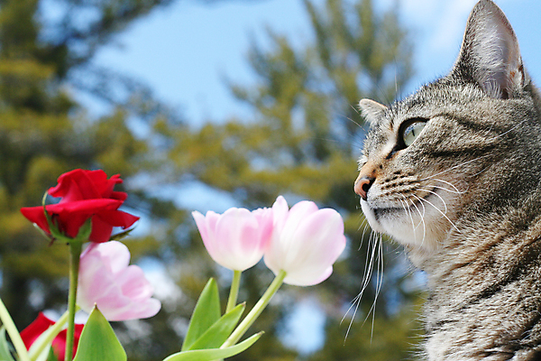 포토 JPG 해외이미지 동물 꽃 얼굴 분홍색 포유류 하늘 앉기 사람없음 빨간색 파란색 반려동물 장미 평화 정원 맑음 고양이 봄 회색 튤립 얼룩무늬 해외포토 식물 계절 컬러 컨셉 무늬 모션 날씨 신체부위 파일형식 이미지허브