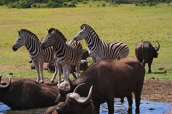 포토 JPG 해외이미지 음료 야생동물 선 패턴 포유류 아프리카 자연 초식동물 사람없음 물 수영 줄무늬 마시기 갈증 들소 사파리 얼룩말 해외포토 자연요소 동물 나라 무늬 모션 수상스포츠 말_동물 소 생태계 파일형식 이미지허브