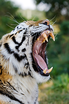 포토 JPG 해외이미지 동물 야생동물 포유류 자연 수염 털 동양인 사람없음 고양이 줄무늬 분노 입 호랑이 치아 위험 인도인 혀 사파리 육식동물 하품 표범 시베리아 힘찬 해외포토 외국인 감정 컨셉 무늬 인종 신체부위 반려동물 소화기관 생태계 생리현상 파일형식 이미지허브
