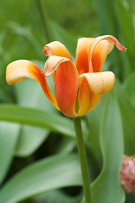 포토 JPG 해외이미지 식물 꽃잎 꽃 밭 오렌지 자연 바닥 사람없음 빨간색 정원 봄 공백 튤립 닫기 꽃가루 노른자 해외포토 계절 컬러 농업 과일 모션 계란 가루 생태계 파일형식 이미지허브