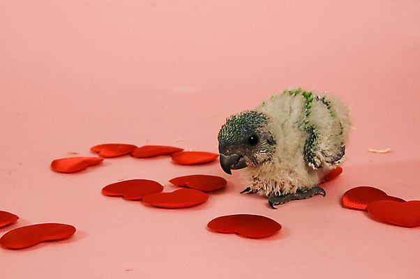 포토 JPG 해외이미지 동물 분홍색 포유류 자연 발렌타인데이 사랑 사람없음 빨간색 초록색 귀여움 하트 아기 달콤 앵무새 2월 해외포토 모양 감정 컬러 컨셉 데이이벤트 조류 사람 날짜 맛 생태계 파일형식 이미지허브