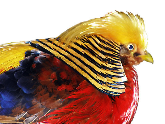 포토 JPG 해외이미지 무지개 조류 사람없음 빨간색 파란색 컬러풀 노란색 페인트 줄무늬 깃발 깃털 부리 꿩 계산서 해외포토 자연요소 동물 컬러 무늬 파일형식 이미지허브