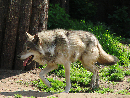 포토 JPG 해외이미지 주간 한마리 야생동물 사람없음 야외 걷기 늑대 해외포토 자연요소 동물 1 포유류 모션 파일형식 이미지허브