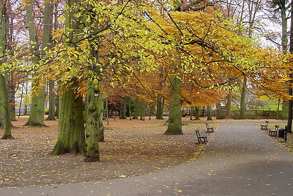 포토 JPG 해외이미지 나무 공원 길 잎 벤치 오렌지 사람없음 노란색 해외포토 식물 공공시설 컬러 의자 과일 파일형식 이미지허브