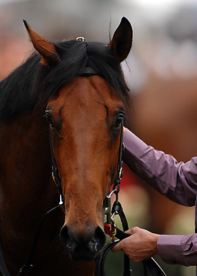 포토 JPG 해외이미지 동물 스포츠 포즈 안내 관리 사람없음 머리 힘 경쟁 레이싱 위험 해외포토 컨셉 시합 신체부위 파일형식 이미지허브