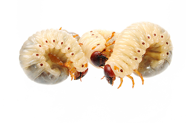 포토 JPG 해외이미지 동물 음식 곤충 학교 자연 낚시 사람없음 둥지 딱정벌레 애벌레 미끼 식민지 끈적임 해외포토 교육 레저 벌레 생태계 파일형식 이미지허브