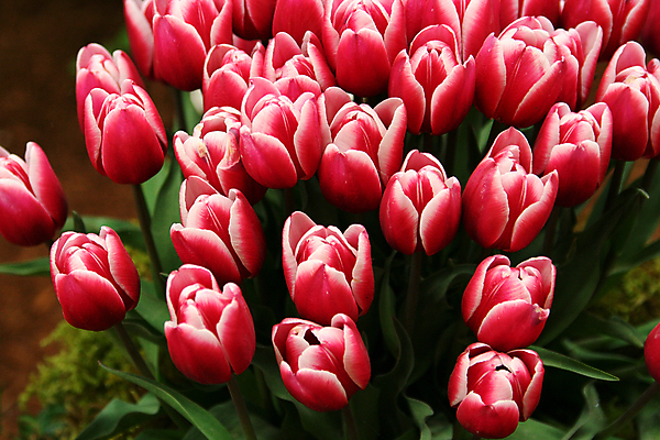 포토 JPG 해외이미지 식물 꽃 자연 함께함 사랑 사람없음 빨간색 초록색 컬러풀 튤립 수확 아내 내추럴 해외포토 감정 컬러 컨셉 농업 생태계 파일형식 이미지허브