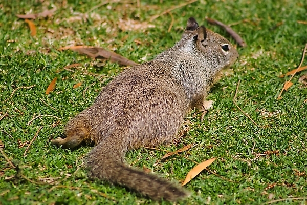 포토 JPG 해외이미지 동물 공원 호수 야생동물 골프 요트 자연 사람없음 미국 회색 윈드서핑 도시 보트 센터 나룻배 강의 다람쥐 카누 캘리포니아 카약 대여 서쪽 인공 페달 해외포토 공공시설 컬러 북아메리카 배_교통 구기 수상스포츠 설치류 방향 생태계 파일형식 이미지허브