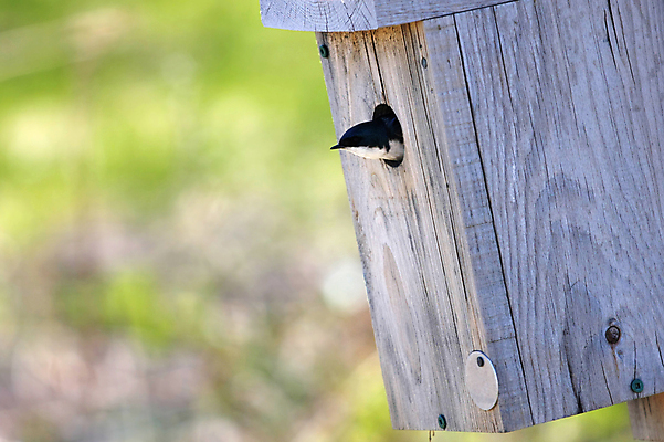 포토 JPG 해외이미지 나무 조류 사람없음 초록색 여름 파란색 우주 봄 흰색 관찰 구멍 엿보기 손목시계 호기심 제비 카피스페이스 해외포토 식물 동물 계절 감정 시계 컬러 컨셉 장신구 모션 공백 파일형식 이미지허브