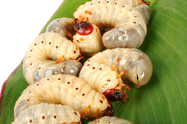 포토 JPG 해외이미지 동물 음식 곤충 학교 자연 낚시 사람없음 둥지 딱정벌레 애벌레 미끼 식민지 끈적임 해외포토 교육 레저 벌레 생태계 파일형식 이미지허브