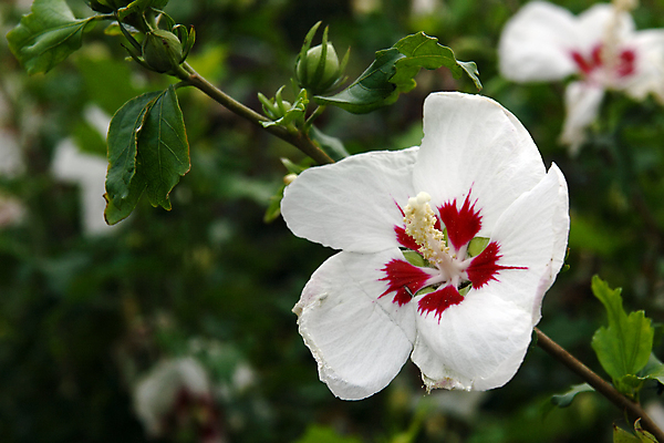 포토 JPG 해외이미지 나무 식물 1 계절 꽃잎 꽃 줄기 백그라운드 잎 꽃무늬 자연 휴가 사랑 사람없음 야외 장식 빨간색 초록색 여름 뷰티 머리 환경 정원 봄 활발 들꽃 벚꽃 흰색 나뭇가지 신선 개화 싱글 원예 질감 장면 아일랜드 내추럴 고립 꽃수술 해외포토 감정 유럽 컬러 컨셉 무늬 취미 신체부위 생태계 파일형식 이미지허브
