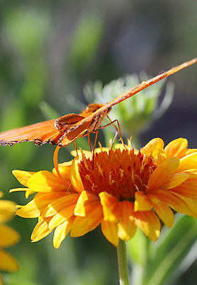 포토 JPG 해외이미지 꽃잎 나비 곤충 날개 자연 안테나 사람없음 평화 정원 원예 변태 해외포토 동물 꽃 컨셉 통신 취미 생태계 파일형식 이미지허브