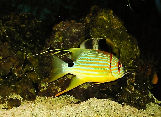 포토 JPG 해외이미지 식물 동물 커플 야생동물 바다 2 자연 생물 사랑 어류 사람없음 장식 물 파란색 빛 반려동물 컬러풀 뷰티 환경 수중 수영 줄무늬 쌍 원형 산호 다이빙 탱크 지느러미 수영선수 수족관 물고기자리 강렬 깊이 해외포토 자연요소 도형 감정 컬러 무늬 관계 운동선수 수중동물 별자리 수상스포츠 자포동물 생태계 수중스포츠 파일형식 이미지허브