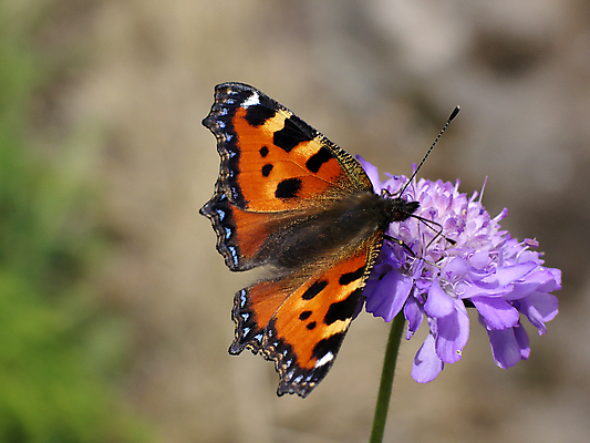 포토 JPG 해외이미지 식물 동물 꽃 야생동물 나비 곤충 백그라운드 날개 오렌지 자연 날리기 사람없음 야외 초록색 여름 파란색 컬러풀 갈색 환경 검은색 자유 점 닫기 제비꽃 꿀 나방 내추럴 생태학 해외포토 계절 교육 컬러 컨셉 과일 모션 생태계 파일형식 이미지허브