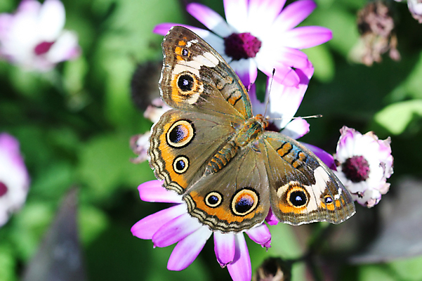 포토 JPG 해외이미지 나비 곤충 날개 자연 안테나 사람없음 야외 평화 정원 원예 변태 해외포토 동물 컨셉 통신 취미 생태계 파일형식 이미지허브