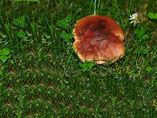 포토 JPG 해외이미지 나무 식물 계절 음식 줄기 여행 잎 오렌지 가족 자연 3 사람없음 야외 목재 빨간색 초록색 갈색 머리 주방 버섯 산책 나뭇가지 숲 생물학 곰팡이 그물버섯 캡모자 많음 해외포토 모자_잡화 교육 컬러 컨셉 과일 재료 관계 휴식 신체부위 생태계 파일형식 이미지허브