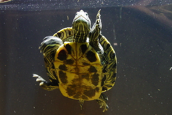 포토 JPG 해외이미지 동물 파충류 사람없음 수영 거북이 해외포토 수상스포츠 파일형식 이미지허브