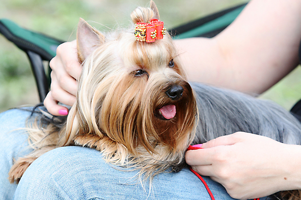 포토 JPG 해외이미지 동물 여자 행복 포유류 자연 털 함께함 사랑 사람없음 반려동물 갈색 우정 활발 개 작음 요크셔테리어 테리어 혀 송곳니 해외포토 감정 컬러 컨셉 사람 친구 입 치아 크기 생태계 파일형식 이미지허브