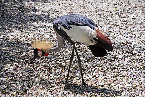 포토 JPG 해외이미지 동물 야생동물 아프리카 조류 동물원 서기 사람없음 걷기 산책 기중기 해외포토 나라 모션 휴식 중장비 파일형식 이미지허브
