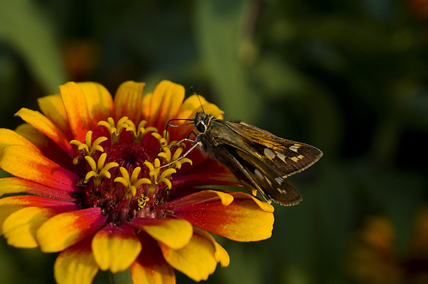 포토 JPG 해외이미지 식물 계절 꽃잎 꽃 곤충 백그라운드 오렌지 자연 사람없음 가로 빨간색 초록색 컬러풀 한개 뷰티 활발 벚꽃 매끈함 작음 환경보전 유기농 질감 부족함 해외포토 동물 1 웰빙 컬러 컨셉 과일 감각 크기 사회이슈 생태계 파일형식 이미지허브