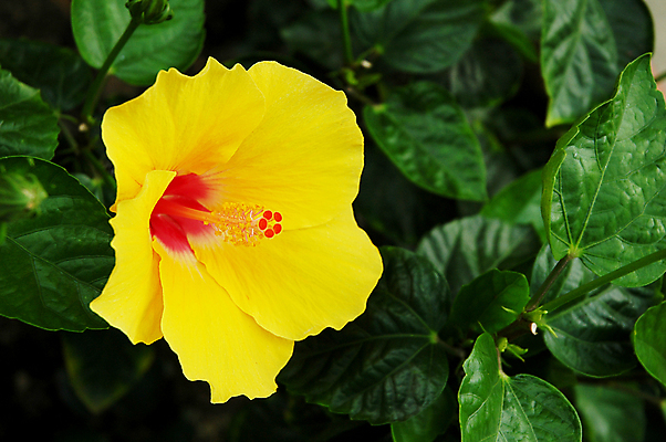 포토 JPG 해외이미지 꽃잎 꽃 자연 건강 사람없음 장식 빨간색 여름 뷰티 활발 벚꽃 꽃술 신선 허브 관목 하와이 말레이시아 꽃수술 히비스커스 해외포토 나무 식물 계절 아시아 컬러 컨셉 미국 생태계 파일형식 이미지허브