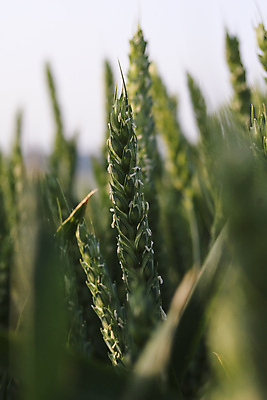 포토 JPG 해외이미지 밭 자연 옥수수 사람없음 야외 초록색 밀 수레국화 해외포토 꽃 컬러 농업 곡류 생태계 파일형식 이미지허브