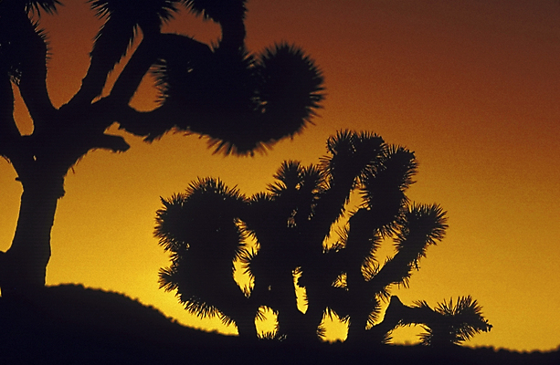 포토 JPG 해외이미지 나무 공원 실루엣 사람없음 미국 일몰 캘리포니아 해외포토 식물 공공시설 북아메리카 촬영기법 노을 파일형식 이미지허브