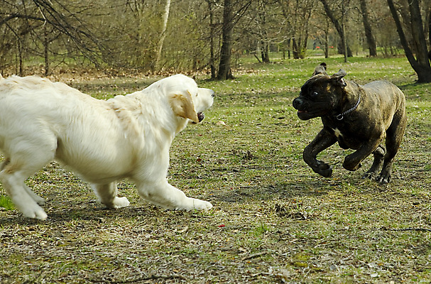 포토 JPG 해외이미지 나무 동물 공원 자연 놀이 사람없음 야외 초록색 여름 갈색 가축 개 골든리트리버 강아지 송곳니 해외포토 식물 계절 공공시설 컬러 포유류 반려동물 리트리버 치아 생태계 파일형식 이미지허브