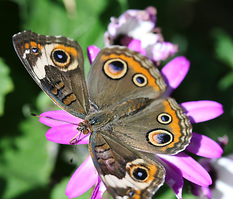 포토 JPG 해외이미지 나비 곤충 날개 자연 안테나 사람없음 야외 평화 정원 원예 변태 해외포토 동물 컨셉 통신 취미 생태계 파일형식 이미지허브